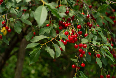 fruit