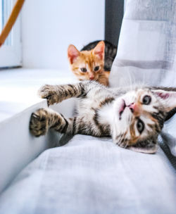 Portrait of cat relaxing on bed at home