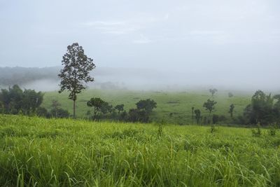 Trees on field against sky