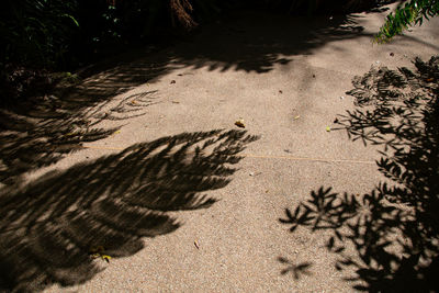 High angle view of trees