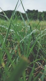 Close-up of wet grass on field