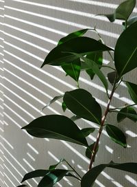 Close-up of leaves on plant