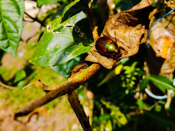 Close-up of snake on tree