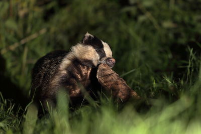 An european badger