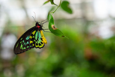 Close-up of butterfly pollinating flower