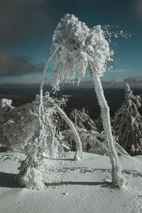 Icicles on tree against sky during winter
