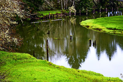 Reflection of trees in pond