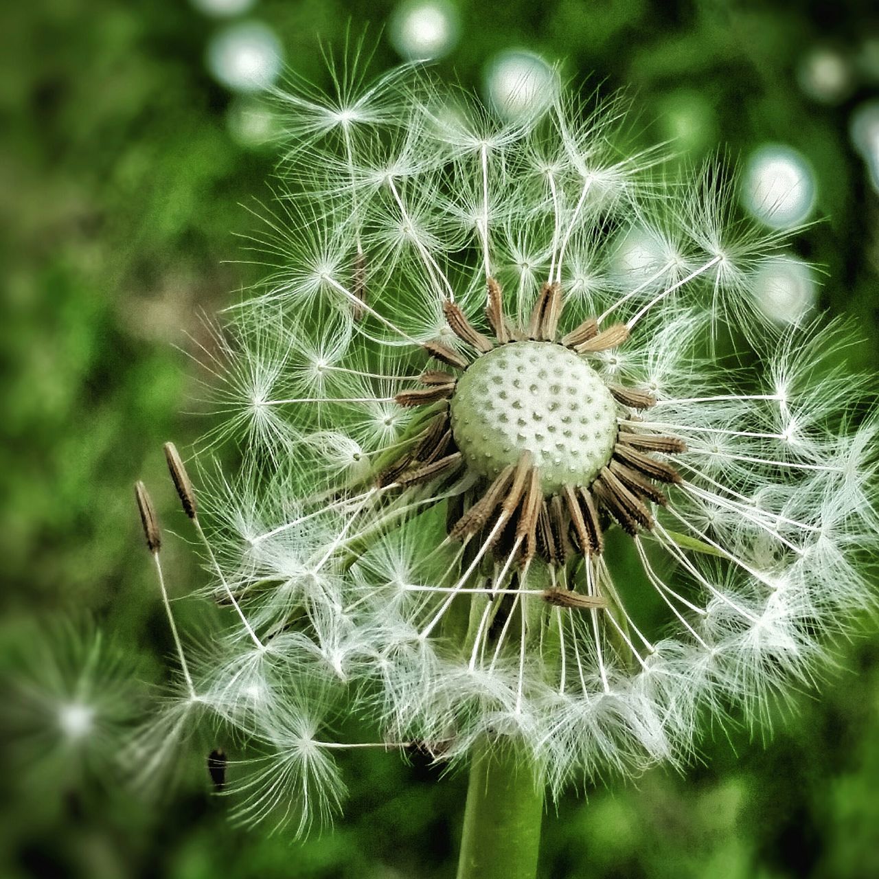 dandelion, fragility, growth, close-up, focus on foreground, flower, freshness, nature, plant, beauty in nature, dandelion seed, flower head, uncultivated, single flower, softness, natural pattern, day, outdoors, stem, no people