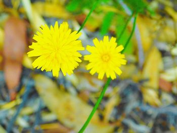 Close-up of yellow flower