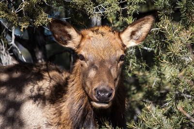 Portrait of deer