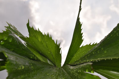 Close-up of wet plant leaves during rainy season