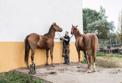 Full body of male groom in uniform holding halters of horses while standing near stable in countryside on summer day