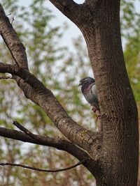 Low angle view of bird perching on tree