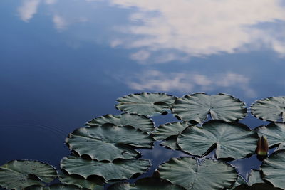 Close-up of water lily in lake against sky