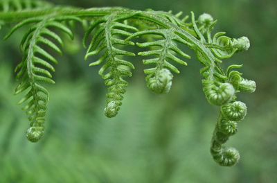 Close-up of fern growing at forest