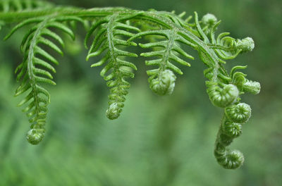 Close-up of leaves