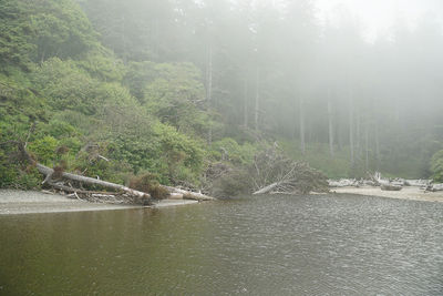 Scenic view of river in forest