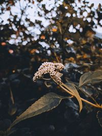 Close-up of wilted plant