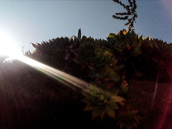 Low angle view of plants against sky