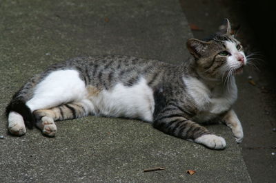 Close-up of cat relaxing outdoors