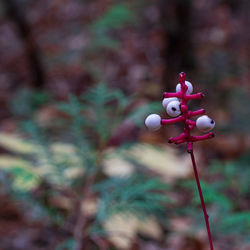 Close-up of toy on tree