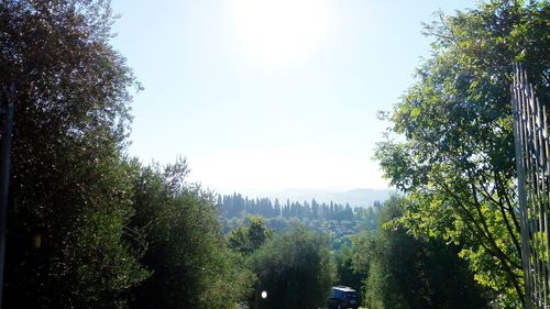 Trees in forest against clear sky