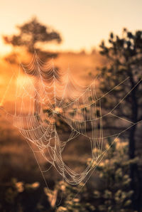 Close-up of spider web against sky during sunset