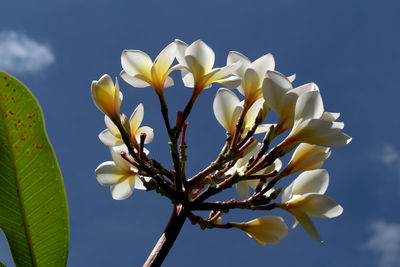 Low angle view of frangipani blooming on tree against sky
