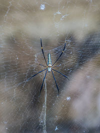 Spider on web