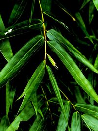 Close-up of plant growing on field