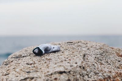 Close-up of lizard on beach against sky