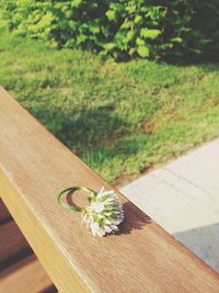 Close-up of wooden plant