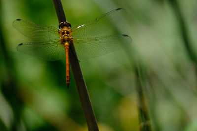 Close-up of damselfly on leaf