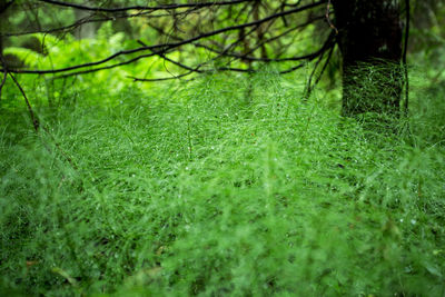 Trees and plants on field in forest