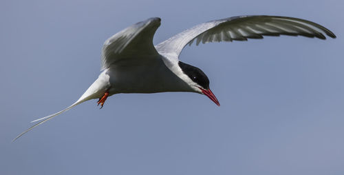 Low angle view of arctic tern flying against clear sky