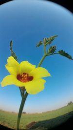 Close-up of yellow flowers