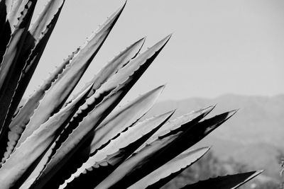 Close-up of plant against blurred background