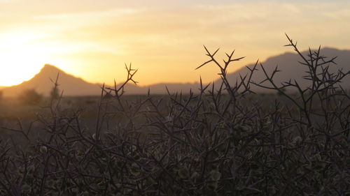 Silhouette plants on field against sky during sunset