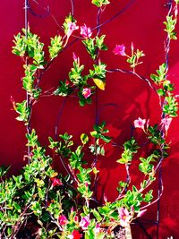 Close-up of red flowers