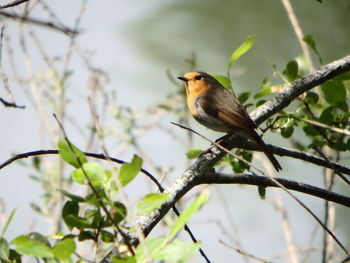 Bird perching on branch