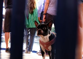 People standing with dog