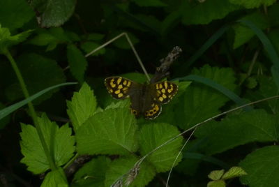 Close-up of butterfly on leaf