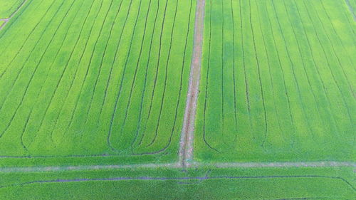 Aerial view of green landscape