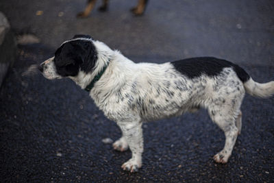 High angle view of dog on road