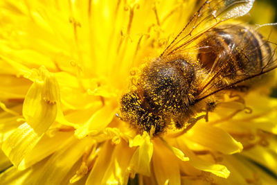 Close-up of bee pollinating on yellow flower