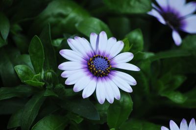 Close-up of purple daisy flower blooming in garden