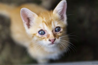 Close-up portrait of cat