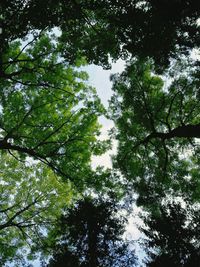 Low angle view of trees