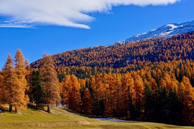 Trees on landscape against blue sky during autumn