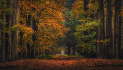 Trees in forest during autumn